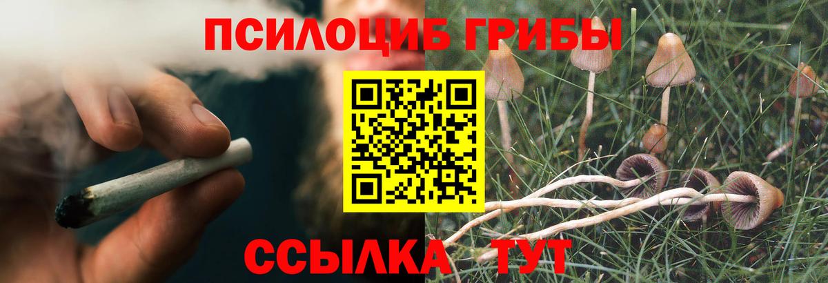 Псилоцибиновые грибы Psilocybe Калининград